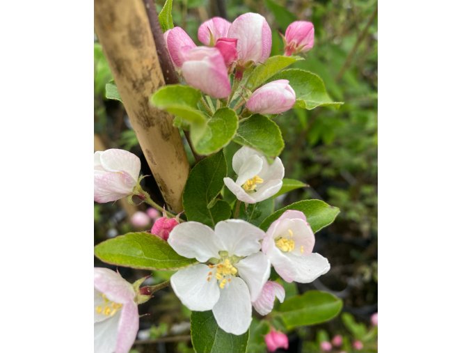 Malus 'Red Sentinel' - okrasná jabloň