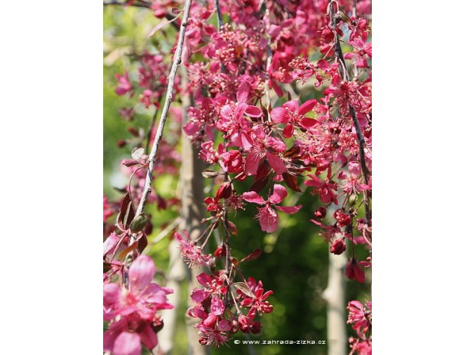 Malus 'Royal Beauty' - jabloň okrasná