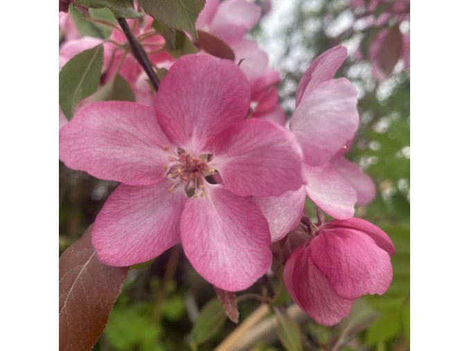 Malus 'Rudolph' - jabloň okrasná