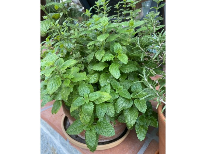 Melissa officinalis - meduňka lékařská