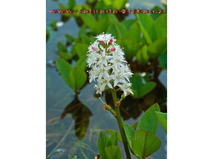 Menyanthes trifoliata - vachta trojlistá