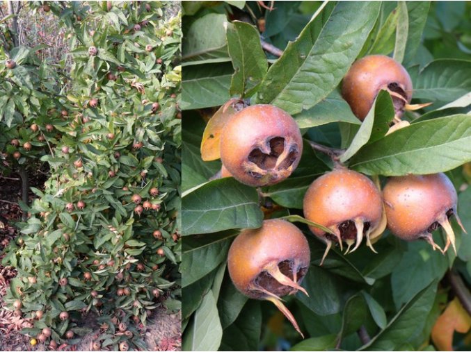 Mespilus canescens - mišpule
