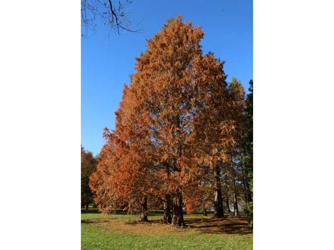 Metasequoia glyptostroboides - metasekvoje čínská
