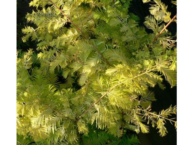 Metasequoia glyptostroboides 'Golden Rush' - metasekvoje čínská