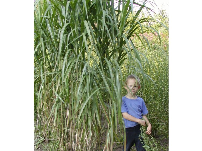 Miscanthus japonicus 'Giganteus' - ozdobnice, čínský rákos