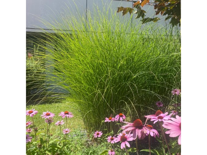 Miscanthus sinensis 'Gracillimus' - ozdobnice, čínský rákos
