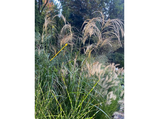 Miscanthus sinensis 'Haiku' - ozdobnice, čínský rákos