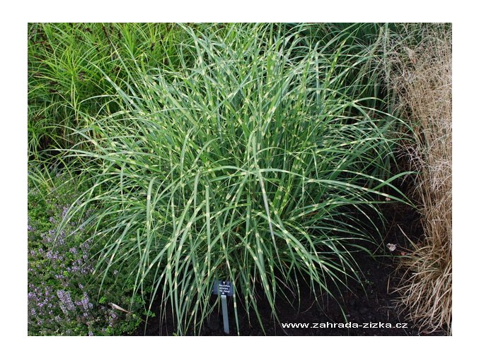 Miscanthus sinensis 'Little Zebra' - ozdobnice, čínský rákos