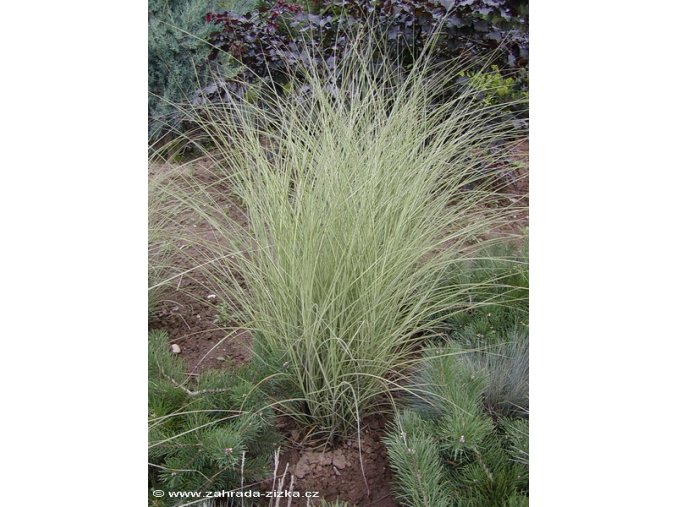 Miscanthus sinensis 'Morning Light' - ozdobnice čínská