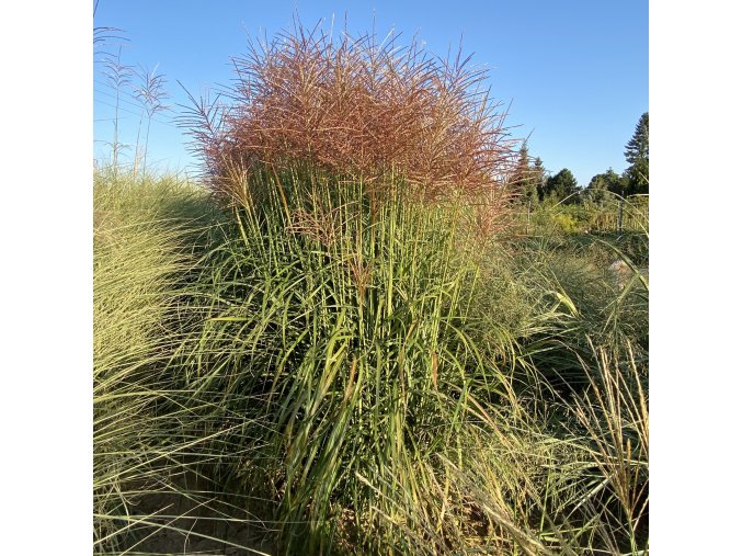 Miscanthus sinensis 'Rot Silber' - ozdobnice, čínský rákos