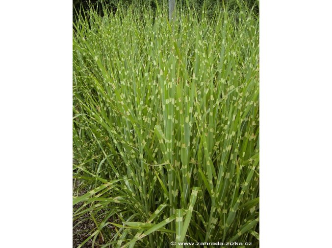 Miscanthus sinensis 'Strictus' - ozdobnice, čínský rákos