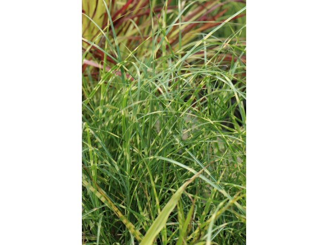 Miscanthus sinensis 'Strictus Dwarf' - ozdobnice, čínský rákos