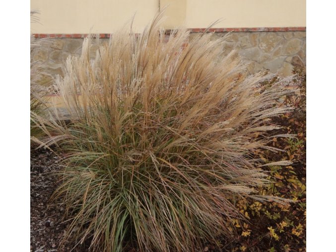 Miscanthus sinensis 'Yakushima Dwarf' - ozdobnice, čínský rákos