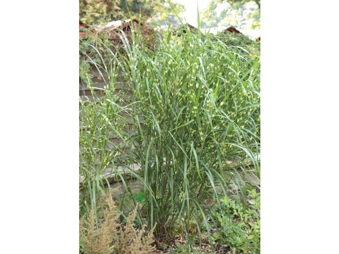 Miscanthus sinensis 'Zebrinus' - ozdobnice čínská