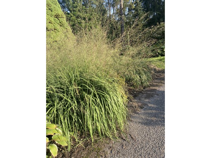 Molinia arundinacea 'Karl Foerster' - bezkolenec rákosovitý