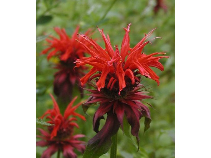 Monarda didyma 'Fireball' - zavinutka
