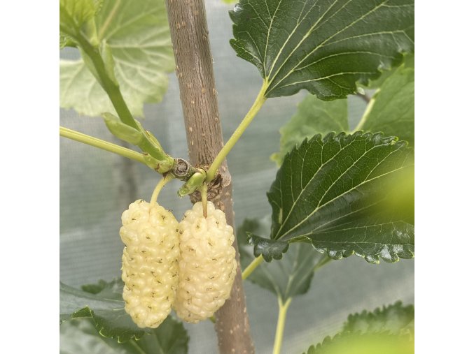 Morus alba 'Mikulov' - moruše bílá