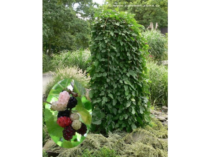 Morus alba 'Pendula' - moruše