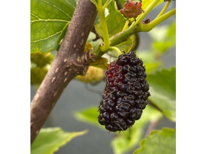 Morus 'Pakystan' - moruše černoplodá