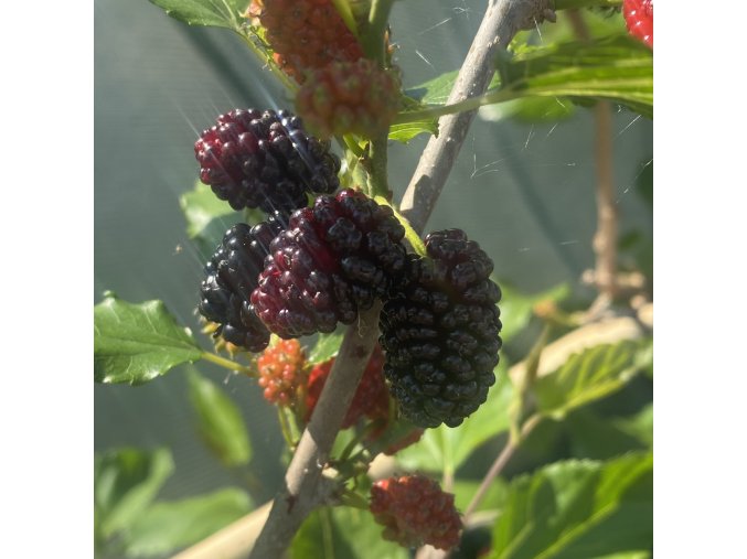 Morus rotundifolia 'Mojo Berry' - moruše