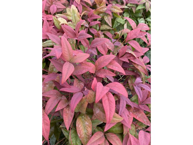 Nandina domestica 'Blush Pink' - nandina