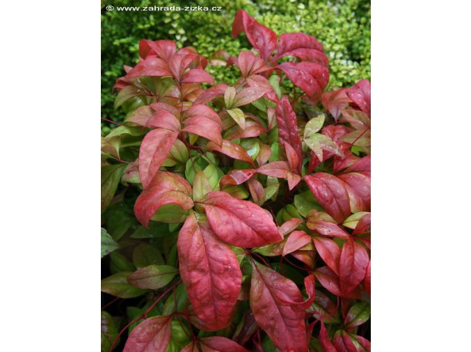 Nandina domestica 'Firepower' - nandina