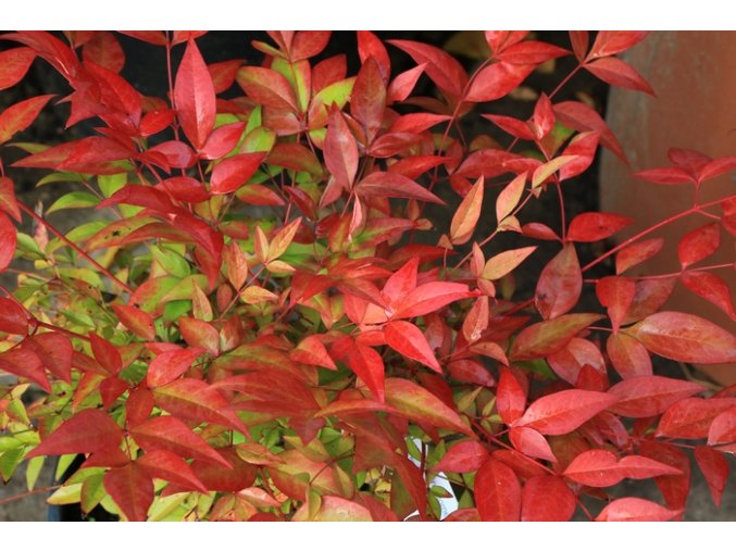 Nandina domestica 'Gulf Stream' - nandina
