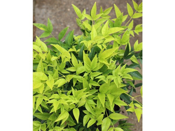 Nandina domestica 'Lemon Lime' - nandina