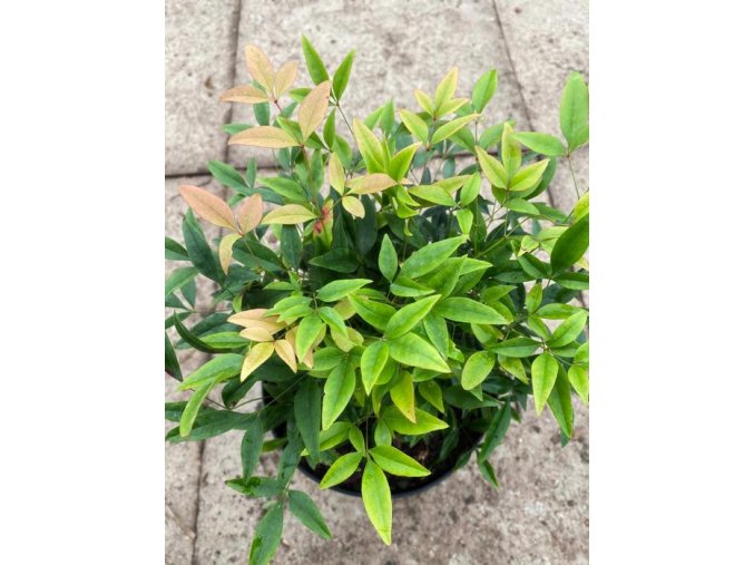 Nandina domestica 'Moon Bay' - nandina