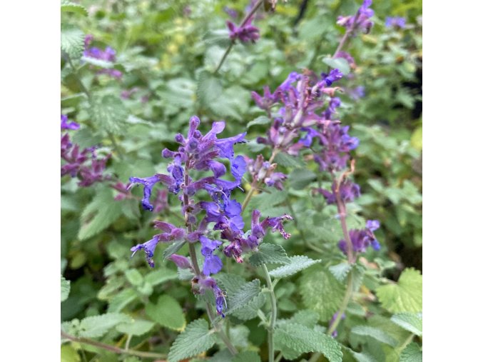 Nepeta racemosa 'Felix' - šanta hroznovitá