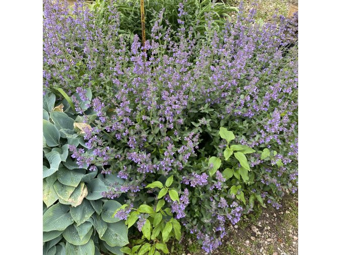 Nepeta x faassenii 'Six Hill's Giant' - šanta kočičí