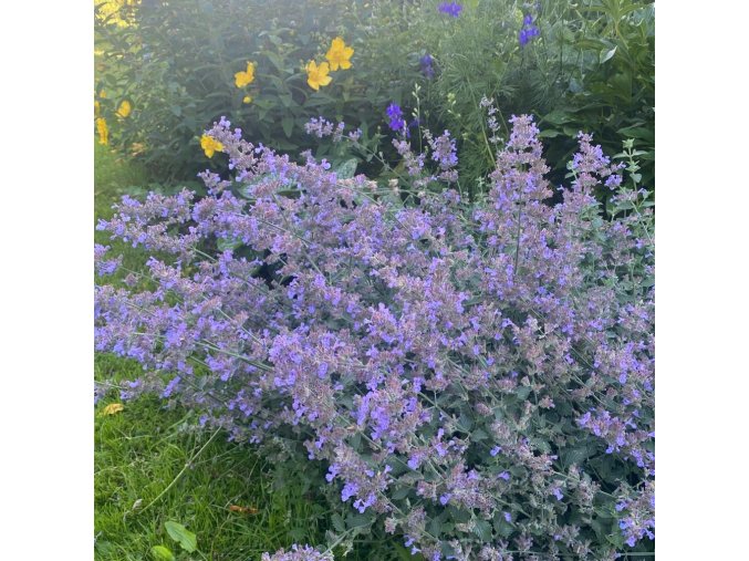 Nepeta x faassenii 'Walker's Low' - šanta kočičí