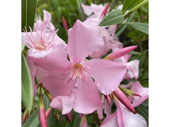 Nerium oleander - oleandr obecný