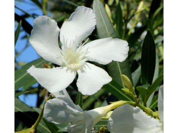 Nerium oleander 'Bianco Semplice' - oleandr
