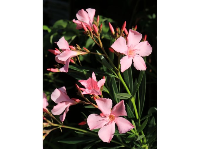 Nerium oleander kmínek - oleandr