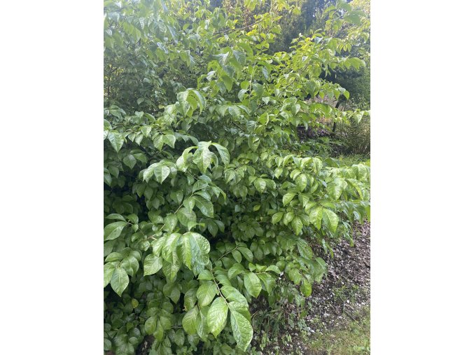 Orixa japonica - Orixa japonská