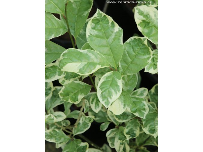 Orixa japonica 'Variegata' - Orixa japonská