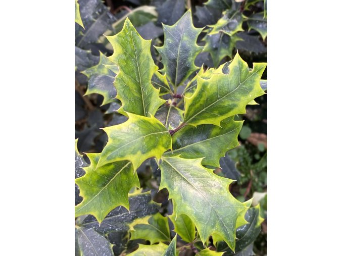 Osmanthus heterophyllus 'Aureomarginathus' - vonokvětka různolistá