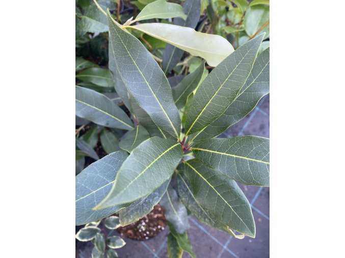 Osmanthus heterophyllus 'Decora' - vonokvětka různolistá