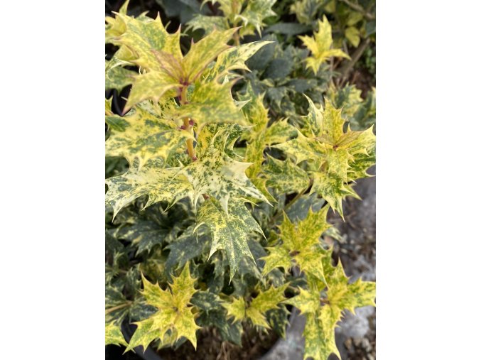 Osmanthus heterophyllus 'Goshiki' - vonokvětka různolistá