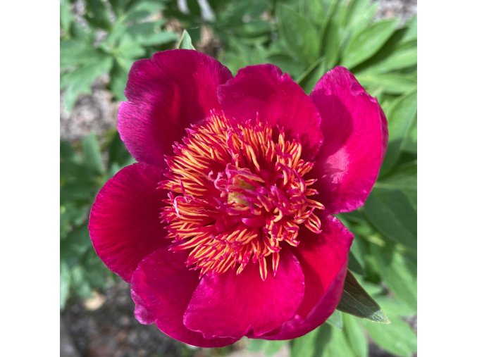 Paeonia 'Anemoniflora' - pivoňka