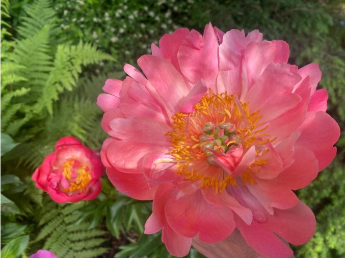 Paeonia lactiflora 'Coral Sunset' - pivoňka lékařská