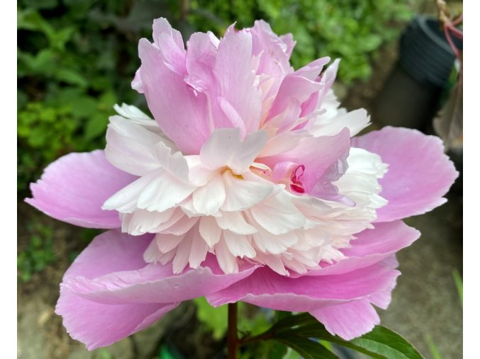 Paeonia lactiflora 'Sorbet' - pivoňka lékařská