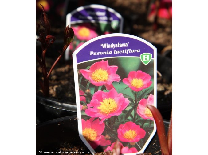 Paeonia lactiflora 'Wladyslawa' - pivoňka