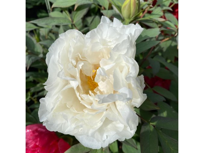Paeonia suffruticosa 'Godaishu' - pivoňka keřovitá / dřevitá