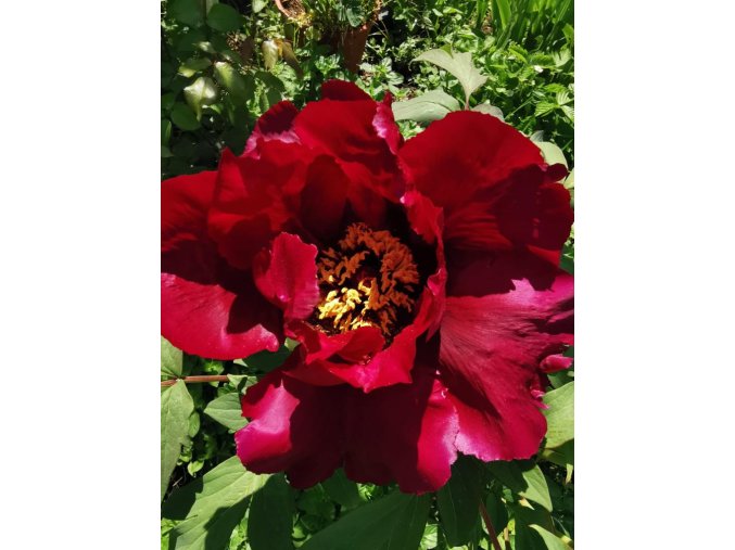 Paeonia suffruticosa 'Gypsy princess' - pivoňka keřovitá / dřevitá