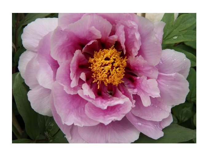 Paeonia suffruticosa 'Hanakisoi' - pivoňka keřovitá / dřevitá