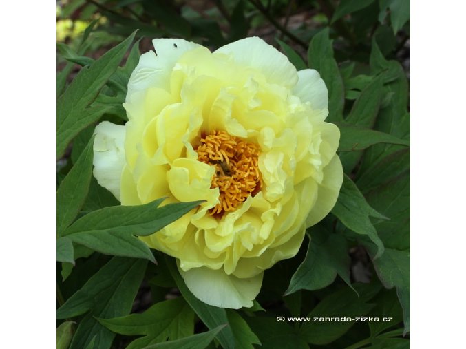 Paeonia suffruticosa 'Highnoon - pivoňka keřovitá / dřevitá
