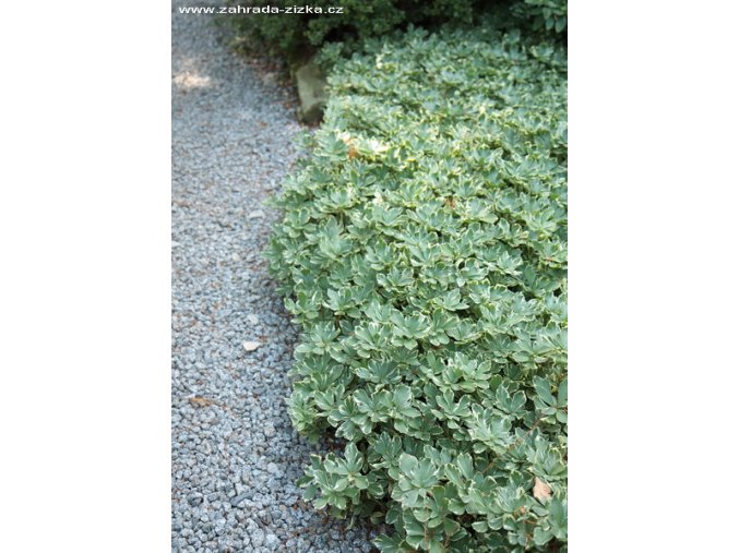Pachysandra terminalis 'Variegata' - tlustonitník