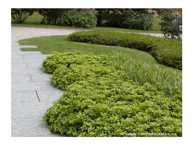 Pachysandra terminalis 'Green Carpet' - tlustonitník klasnatý